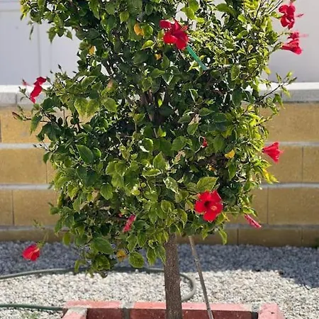 4 Bedroom With Pool For Families To Relax Perivolia tou Trikomou